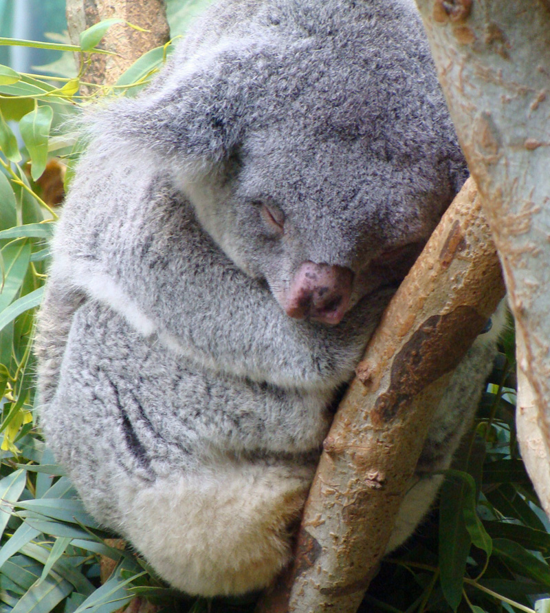 koala